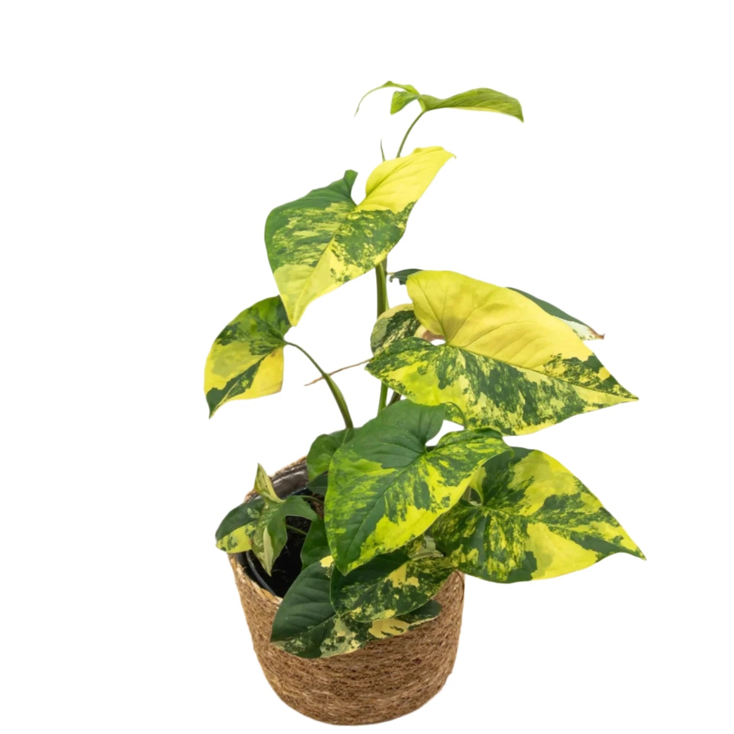 Syngonium Aurea popular 4