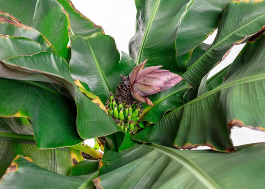 Everything You Need to Know About the Dwarf Cavendish Banana Tree (Musa)