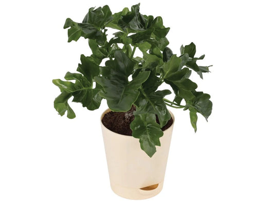 Philodendron Atom Live Plant: The Perfect Addition to Your Home