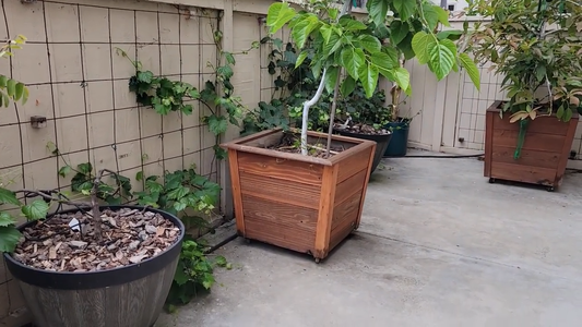 How to Grow Fruit in Containers