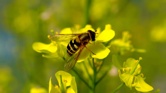 Best Gardening Practices for Sustainability