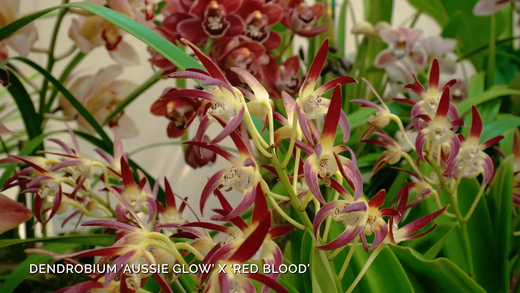 Tips for Growing Orchids at Home