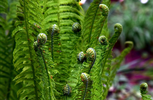 How to care for indoor ferns