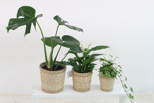 How to Care for Houseplants with Low Light