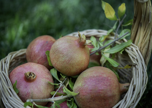 Buy Fruit Trees Online