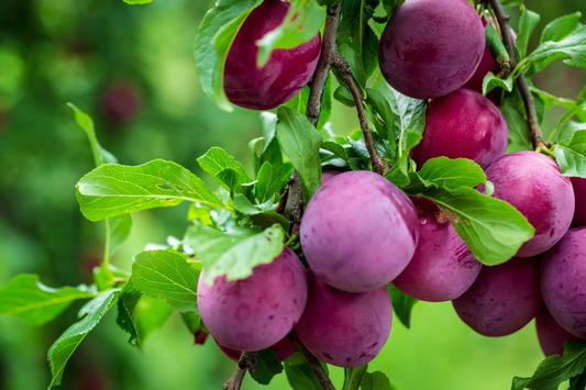 Best Fruit Trees for Hot Climates to Grow at Home