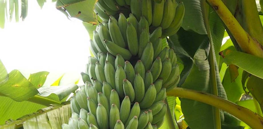 Best Techniques for Growing Bananas in Colder Climates