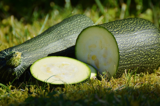 How to Grow Zucchini from Seeds