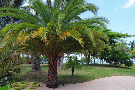 Bring the Tropics to Your Backyard: A Guide to Growing Baby Palm Trees in the USA