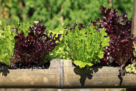 How to grow lettuce from seeds