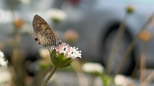 Best Garden Plants for Attracting Butterflies