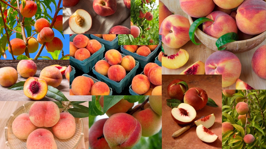 How to Plant a Peach Tree