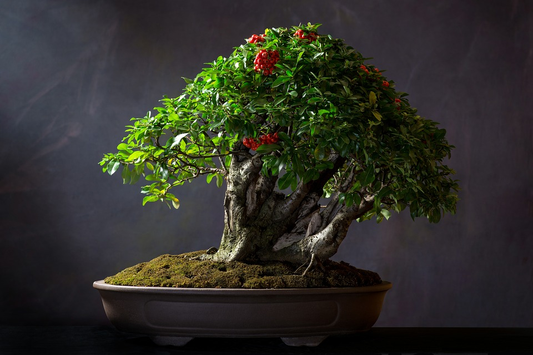 How to Care for Bonsai Trees