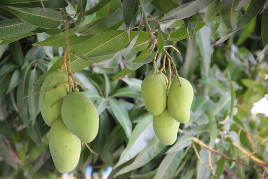 How to Grow Mango from Seed