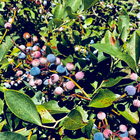 How to Grow Blueberries in Containers