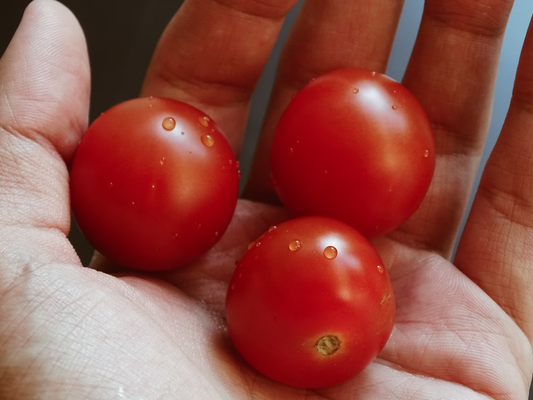 How to Grow Tomatoes Indoors