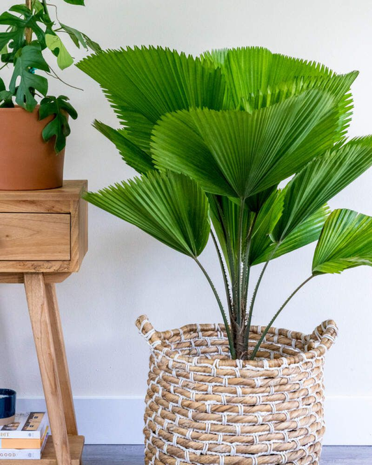 How to Care for Indoor Palm Trees