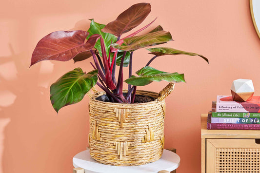 The Ultimate Guide to Philodendron 'Prince of Orange': A Vibrant Indoor Plant That Transforms Any Space