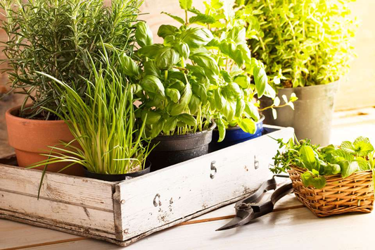 How to Start a Herb Garden Indoors