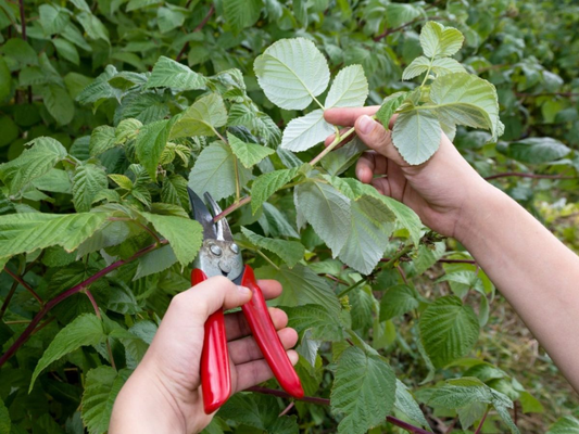 Best Practices for Pruning Raspberry Plants in Spring