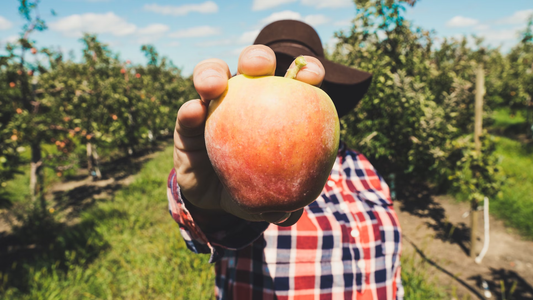 How to Plant a Fruit Tree Orchard