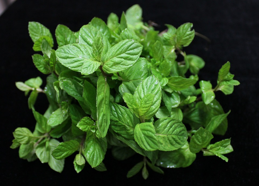 How to Grow Mint Indoors