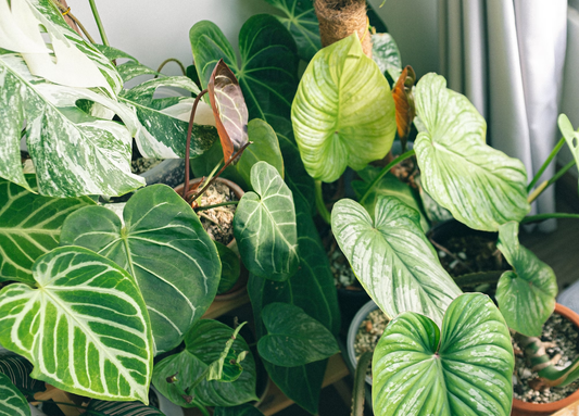 Indoor gardening ideas for small spaces