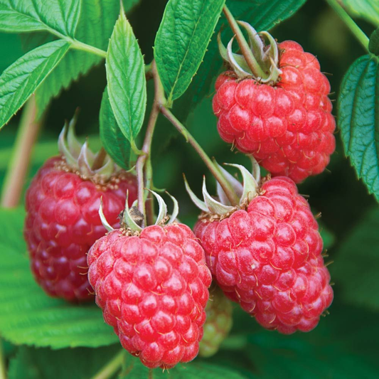 How to grow raspberries in containers