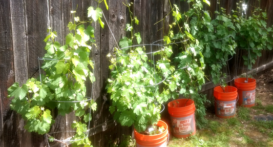 How to Grow Grapes in Your Backyard