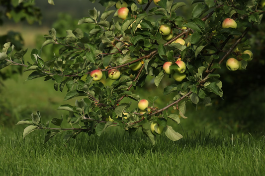 How to Plant Apple Seeds