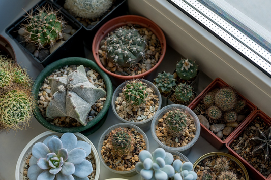 How to grow succulents indoors