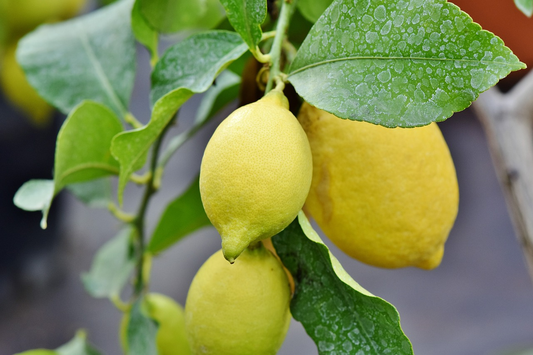 Top 5 Reasons to Buy Lemon Tree Online for Your Home Garden