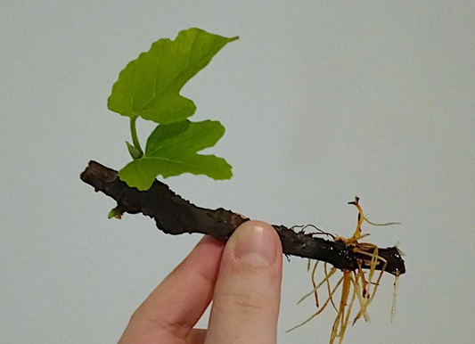 How to Plant Fig Tree Cuttings