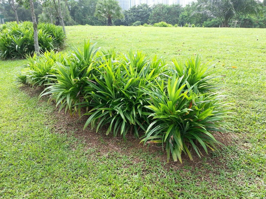 Pandanus amaryllifolius: The Versatile Pandan Leaf - An Essential Asian Cooking Herb