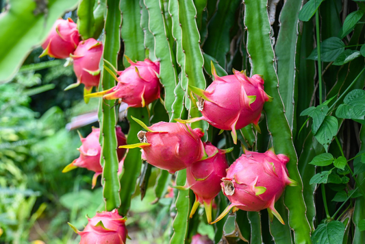 How to Grow Dragon Fruit from Seeds