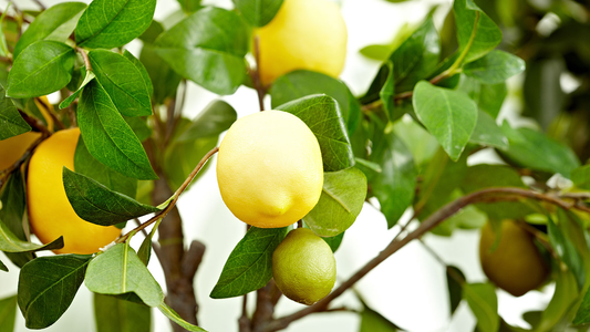 How to Grow Lemon Trees Indoors