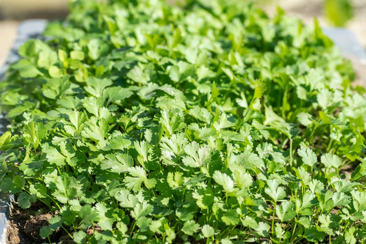 How to Grow Cilantro Indoors: Expert Tips for a Lush Herb Garden