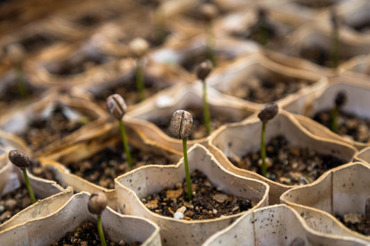 How to Grow Indoor Plants from Seeds