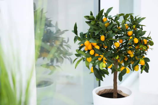 How to Grow and Care for a Lemon Tree Indoors