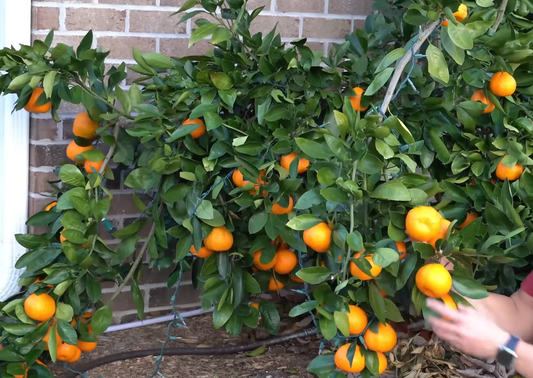 Caring for Citrus Trees