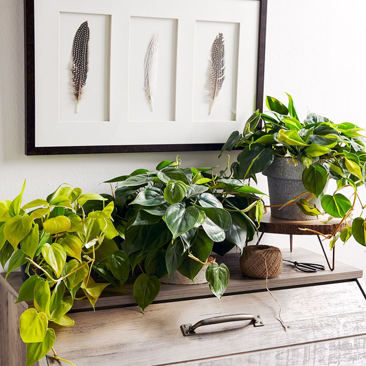 Best Plants for Low Light Indoors