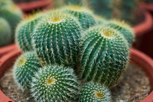 Buy Cactus Seeds Online