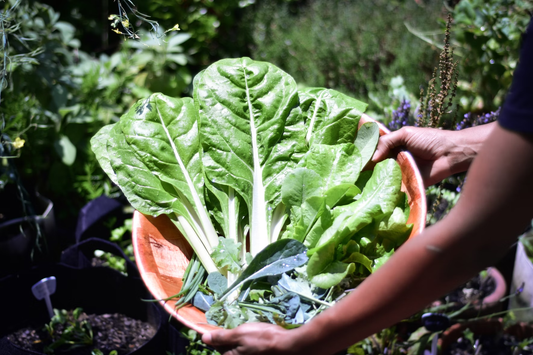 How to start a container garden