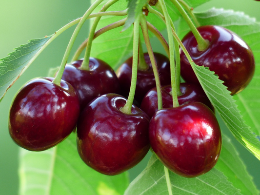 How to Plant Cherry Tree Seeds