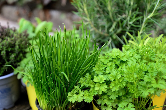 Best Herbs to Grow Indoors