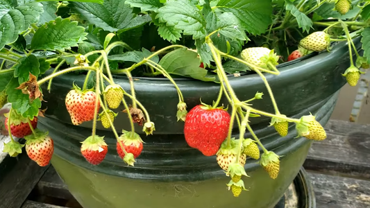 How to Grow Strawberries in Pots at Home