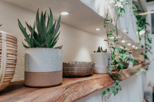 Buy Indoor Plants Online