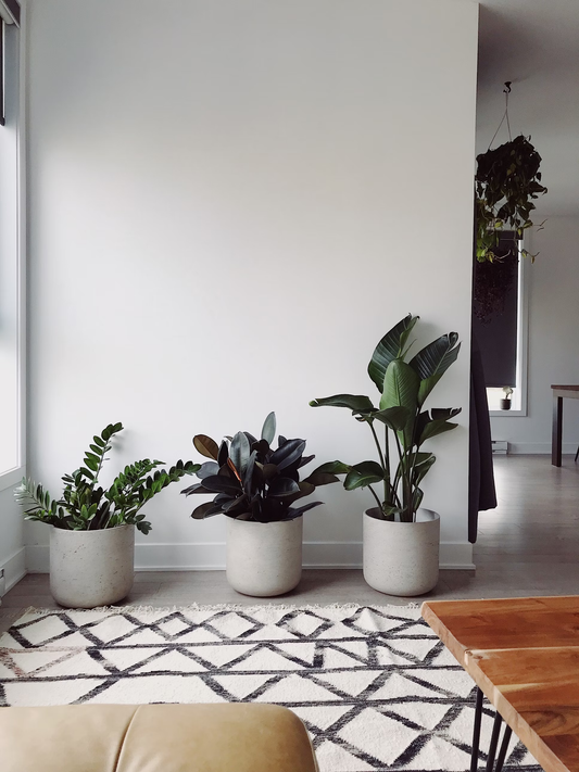 Best Plants for Bedroom Air Quality