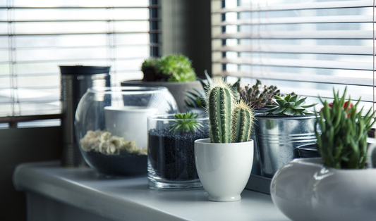 How to Care for Houseplants