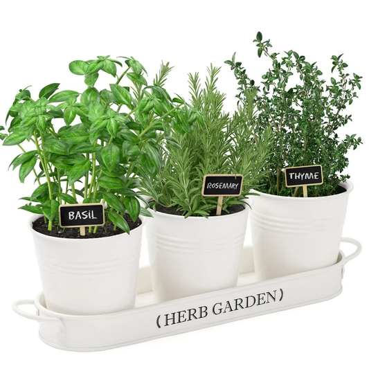 Buy Indoor Herb Garden Kits